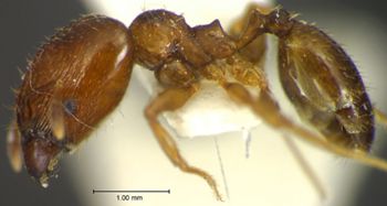 Media type: image;   Entomology 34219 Aspect: habitus lateral view